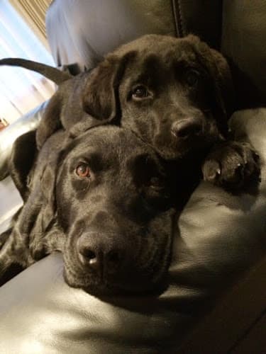 Pet boarding service Animal Hospital of Factoria Bellevue