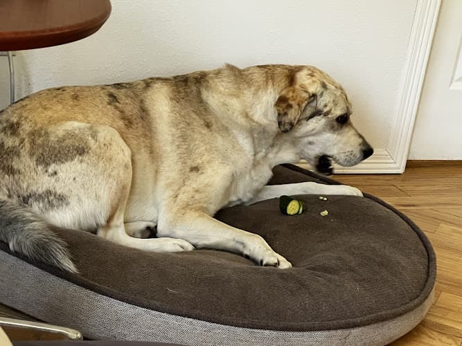 Pet boarding service Animal Hospital of Newport Hills Renton