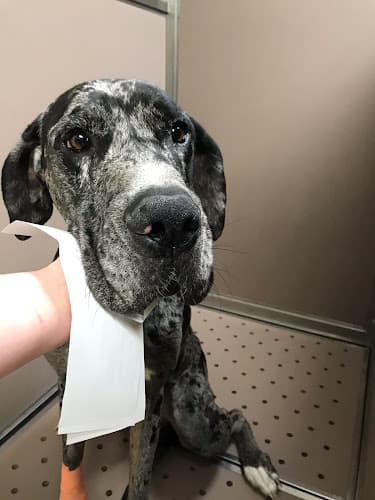 Pet boarding service Animal Hospital of Parkland Tacoma