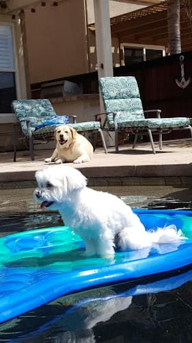 Pet boarding service Animal Hospital of Temecula Temecula