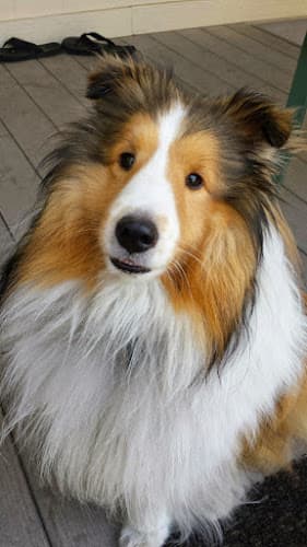Pet boarding service Animal Medical Center of Livermore Livermore