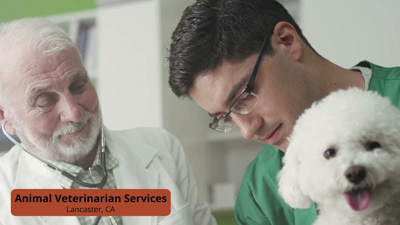 Pet boarding service Animal Veterinarian Services Lancaster