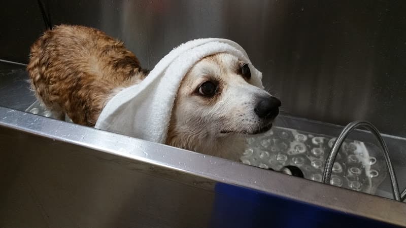 Pet boarding service Animalia Huntington Beach