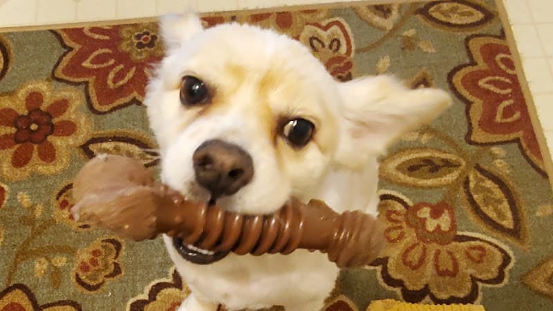 Pet boarding service Animalia Pet Sitting & Vet Tech Services San Diego