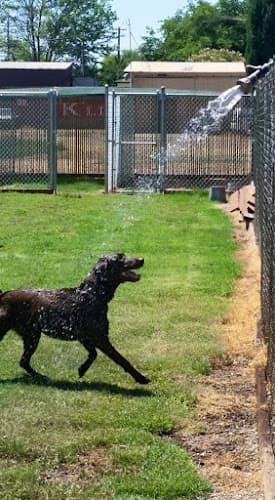 Pet boarding service Arboga Kennel Modesto