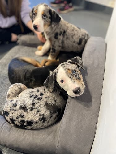 Pet boarding service Are You My Human? Dog Rescue & Lounge Bellingham