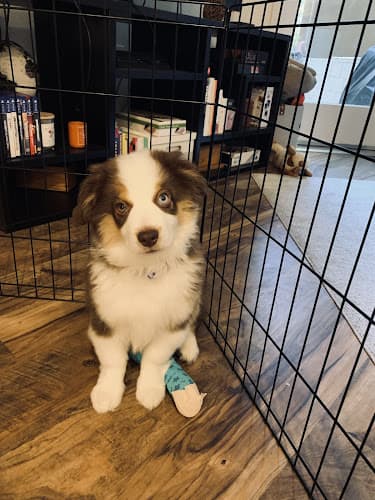 Pet boarding service Ark Veterinary Care San Jose