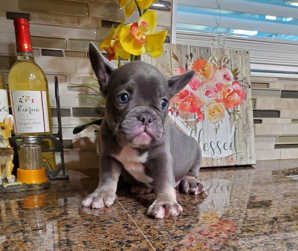 Pet boarding service Arlington-Adams Animal Hospital Riverside