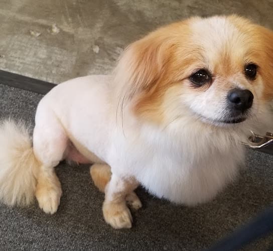 Pet boarding service Artistic Pet Salon Fresno