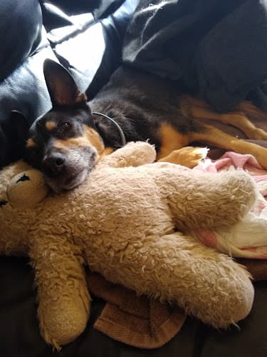 Pet boarding service At Home, At Rest Pet Euthanasia San Jose