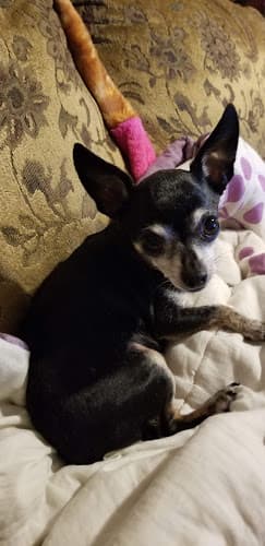 Pet boarding service Avenue Veterinary Clinic Tacoma