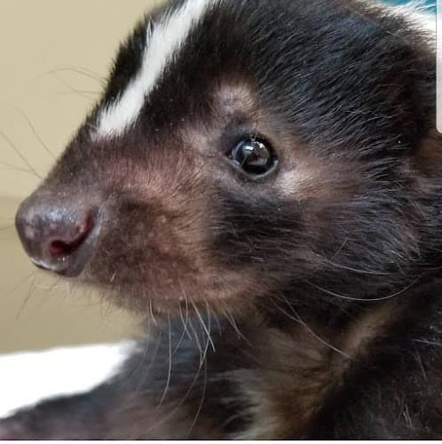 Pet boarding service Avian & Exotic Animal Hospital, Inc. San Diego