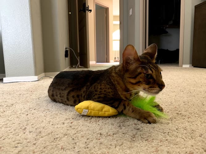 Pet boarding service AVSG Internal Medicine & Urgent Care Irvine