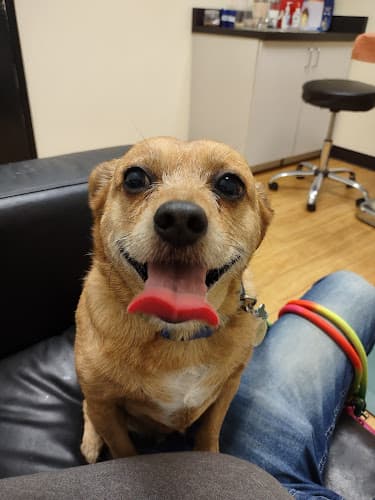 Pet boarding service B Street Veterinary Hospital San Diego