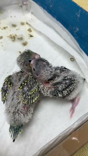 Pet boarding service Baker Bristol Pet Hospital Costa Mesa