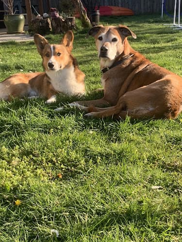 Pet boarding service Balance Veterinary Care Eugene