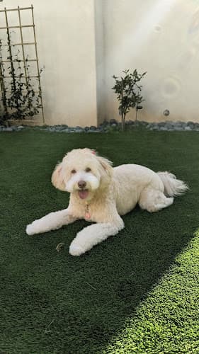 Pet boarding service Barbie's Pet Salon Santa Barbara