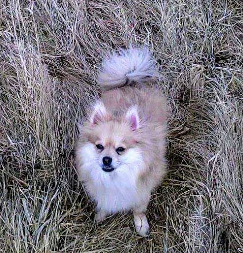 Pet boarding service Bark R Boutique Spokane Valley