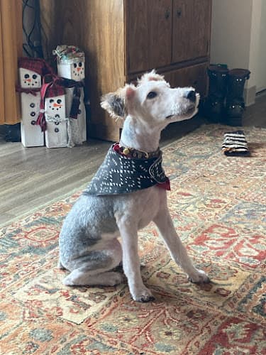 Pet boarding service Bark & Snip LLC Spokane