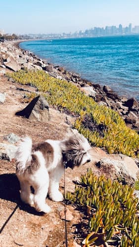 Pet boarding service Barkhouse San Diego