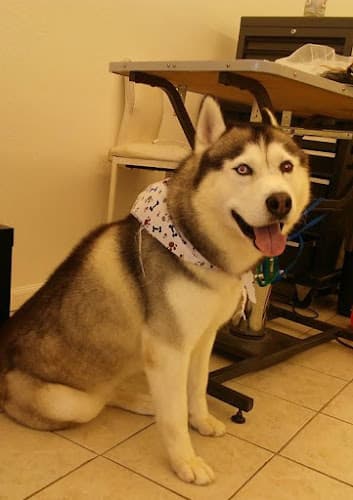 Pet boarding service Barking Lot Pet Styling Stockton