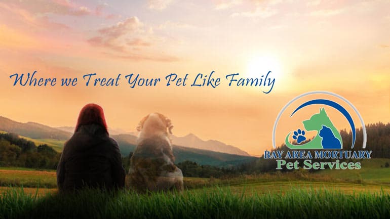Pet boarding service Bay Area Mortuary Pet Cremation San Jose