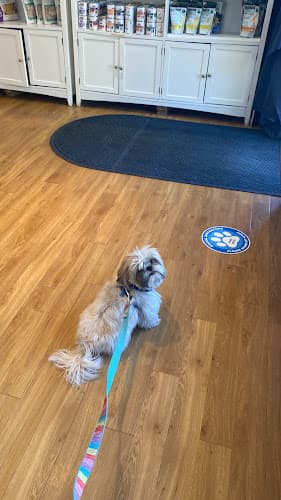 Pet boarding service Bellevue Animal Hospital Bellevue