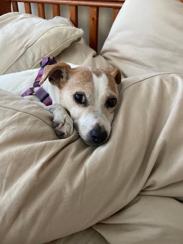 Pet boarding service Bellingham Veterinary Bellingham