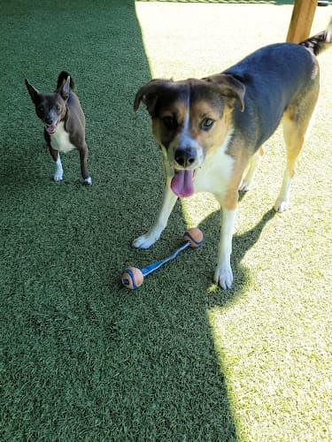 Pet boarding service Big Valley Pet Resort Renton