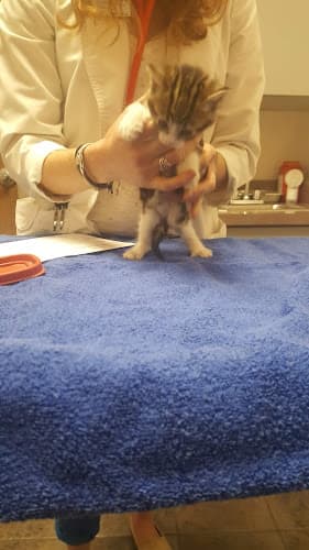 Pet boarding service Bird & Pet Clinic of Roseville Roseville