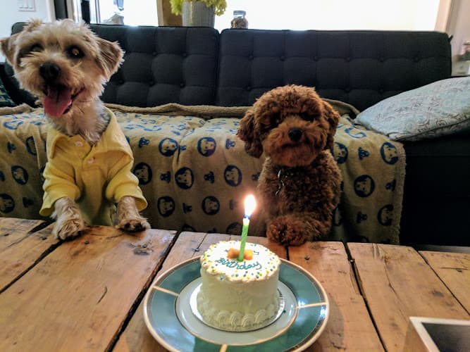 Pet boarding service Biscuits - Pet Boutique San Jose