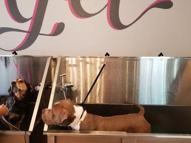 Pet boarding service Bitches n Bubbles Long Beach