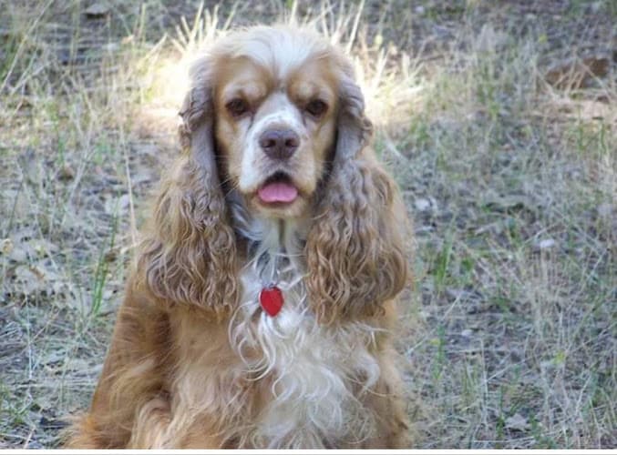 Pet boarding service Blue Creek Pet Cremation Tracy