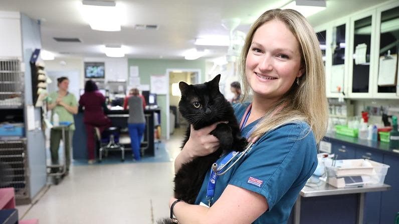 Pet boarding service BluePearl Pet Hospital Tacoma