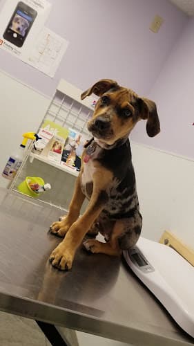 Pet boarding service Bonita Pet Care Animal Hospital Chula Vista