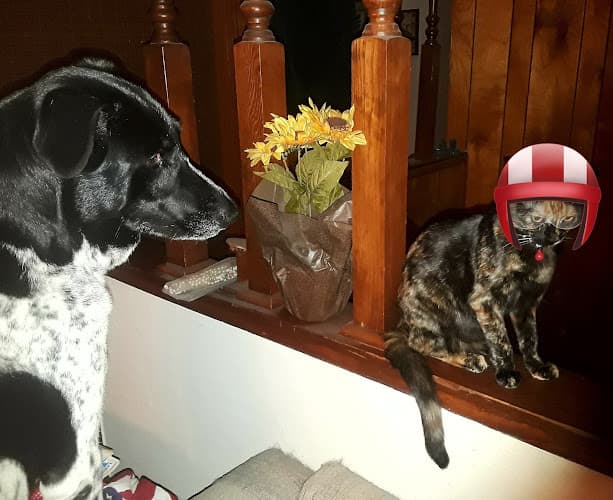 Pet boarding service Boulevard Pet Hospital Hayward