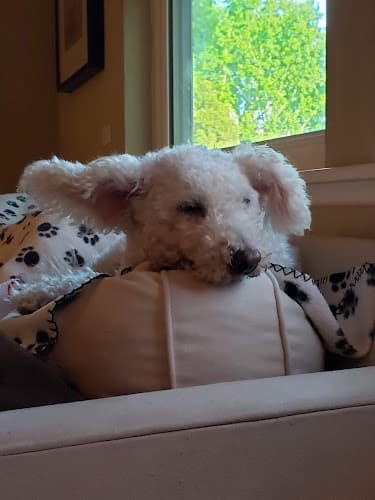 Pet boarding service Brentwood Pet Clinic: Carvalho Kimberly DVM Los Angeles