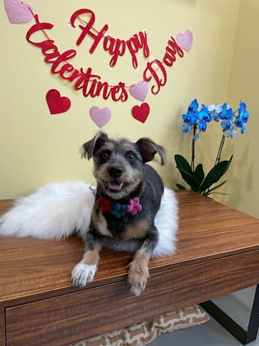 Pet boarding service Bubble Pup Salon Los Angeles