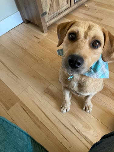 Pet boarding service Bubbles & Bows Pet Grooming Tacoma