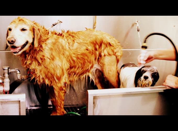 Pet boarding service Bubbles Pet Spa Torrance