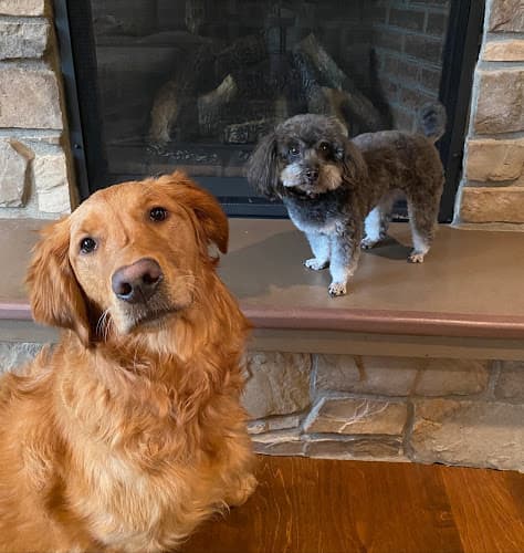 Pet boarding service Burlingame Veterinary Clinic Portland