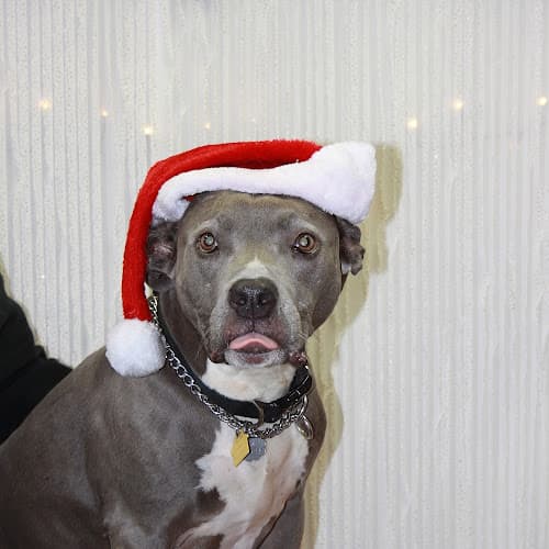 Pet boarding service Button Veterinary Hospital Tacoma