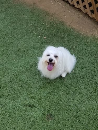 Pet boarding service California Animal Rehabilitation Los Angeles