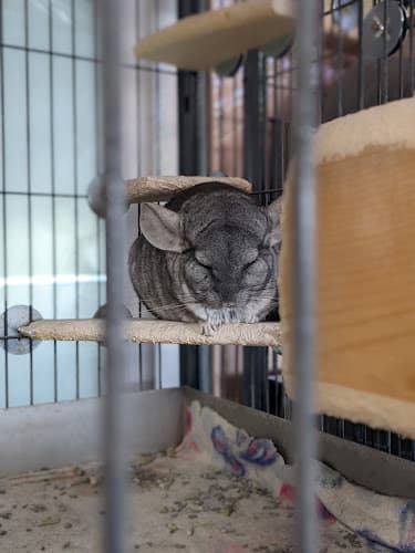 Pet boarding service California Chins - Chinchilla Rescue Sunnyvale
