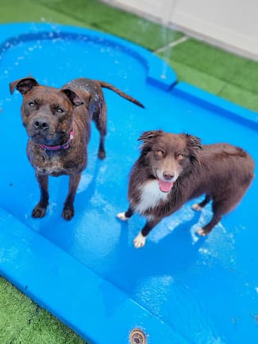 Pet boarding service Camp Bow Wow Moreno Valley