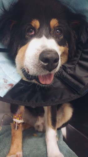 Pet boarding service Campus Commons Pet Hospital Sacramento