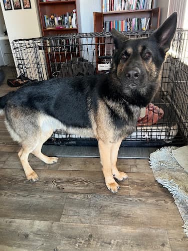 Pet boarding service Canine Cleaners San Diego