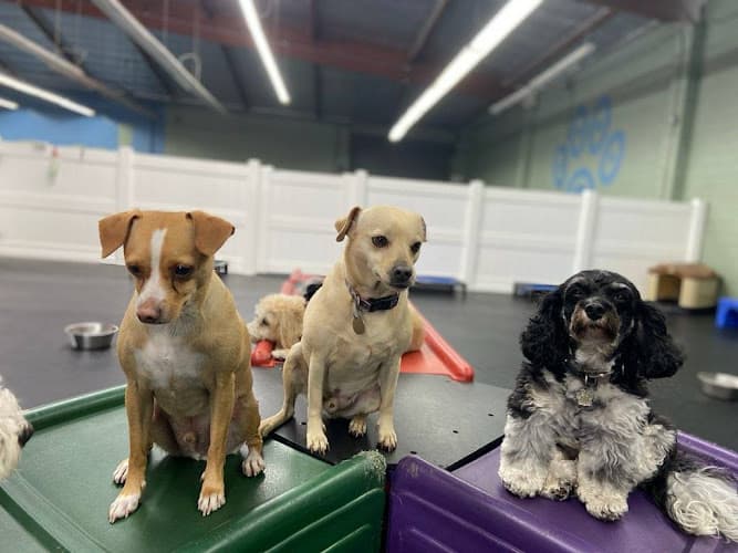 Pet boarding service Canine Retreat Torrance