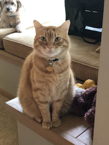 Pet boarding service Capitol Veterinary Clinic Salem