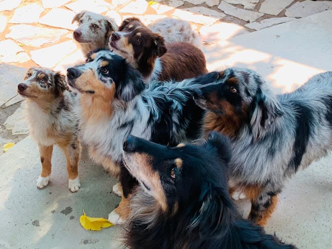 Pet boarding service Caralot Ranch & Kennel Palmdale